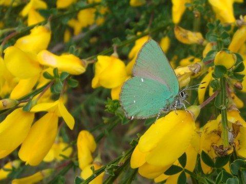 Green Hairstreak